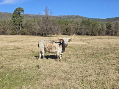 Country Acreage – Homestead Property – Adjoining National Forest - image 7