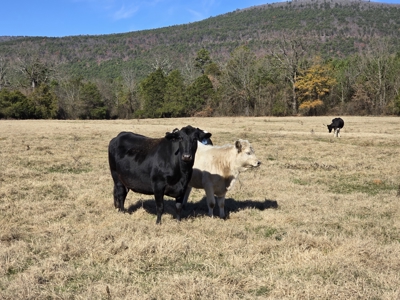 Country Acreage – Homestead Property – Adjoining National Forest - image 3