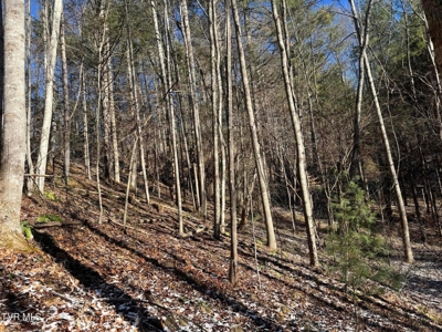 32 Acres For Sale in Unicoi County, Tennessee - image 15