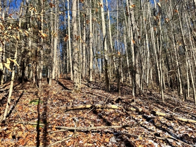 32 Acres For Sale in Unicoi County, Tennessee - image 2