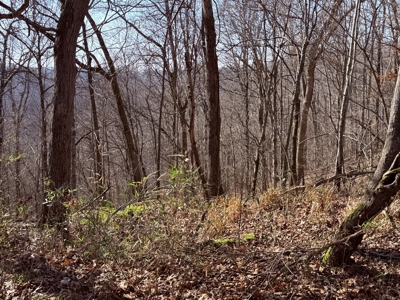120 Acre Farm, Hunting Property, CREP Income, Creek Frontage - image 20