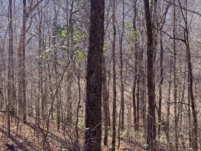 120 Acre Farm, Hunting Property, CREP Income, Creek Frontage - image 22