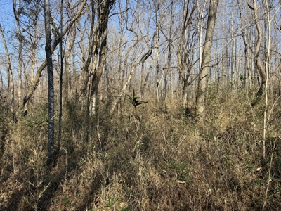 120 Acre Farm, Hunting Property, CREP Income, Creek Frontage - image 30