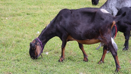 Country Home and Farm for Sale in Floyd VA - image 50