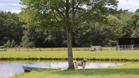 Country Home and Farm for Sale in Floyd VA - image 37