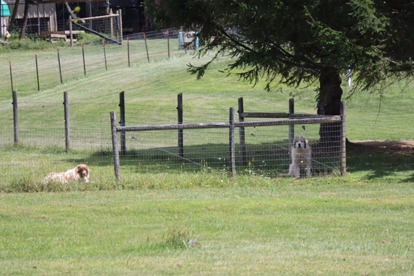 Country Home and Farm for Sale in Floyd VA