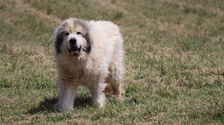 Country Home and Farm for Sale in Floyd VA - image 48