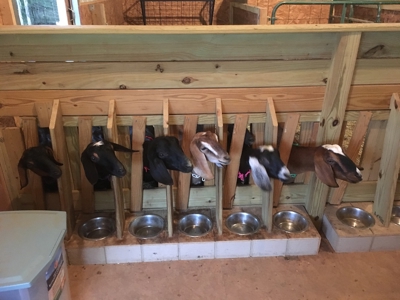 Country Home and Farm for Sale in Floyd VA - image 49