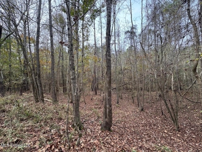 12± Acres in Wesson, Lincoln County, Mississippi - image 5