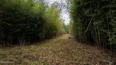 283± Acres for Sale Amite County, Mississippi - image 10
