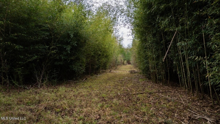 283± Acres for Sale Amite County, Mississippi