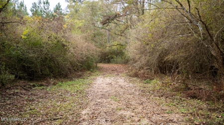 283± Acres for Sale Amite County, Mississippi - image 16