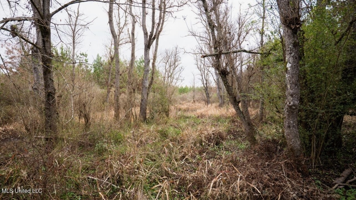 283± Acres for Sale Amite County, Mississippi