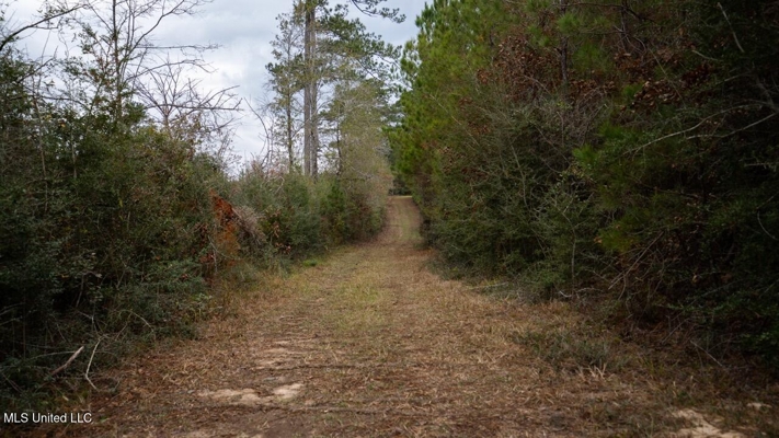 283± Acres for Sale Amite County, Mississippi