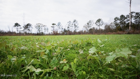 283± Acres for Sale Amite County, Mississippi - image 27