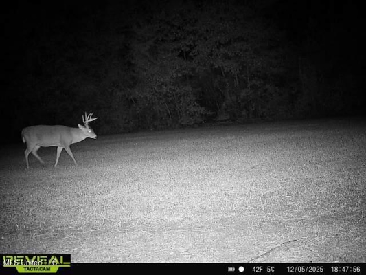 283± Acres for Sale Amite County, Mississippi
