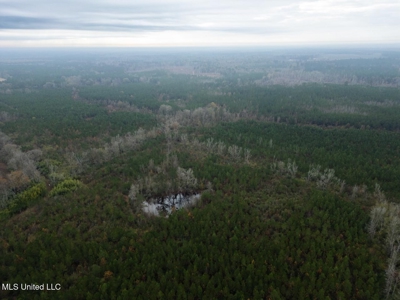 283± Acres for Sale Amite County, Mississippi - image 5