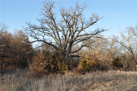 Income-Producing 80± Acre Hunting Farm with Prime Access - image 2