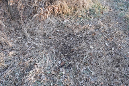 Income-Producing 80± Acre Hunting Farm with Prime Access - image 5