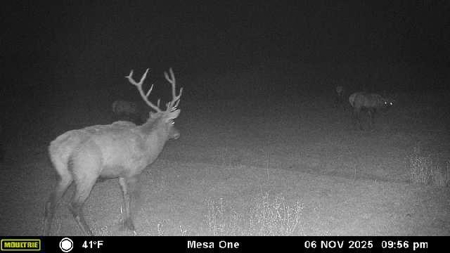 Bull Basin Meadows Ranch - Colorado Mountain Hunting Ranch - image 45
