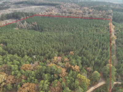 Young Planted Pine Timberland for Sale in NW Ouachita County, AR - image 9