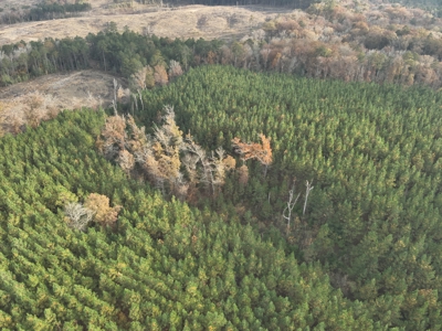 Young Planted Pine Timberland for Sale in NW Ouachita County, AR - image 4