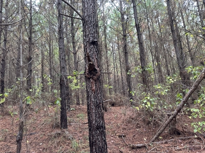 Young Planted Pine Timberland for Sale in NW Ouachita County, AR - image 8