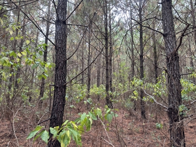 Young Planted Pine Timberland for Sale in NW Ouachita County, AR - image 7