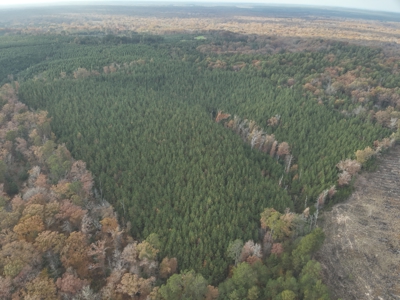 Young Planted Pine Timberland for Sale in NW Ouachita County, AR - image 2