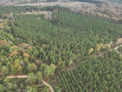 Young Planted Pine Timberland for Sale in NW Ouachita County, AR - image 1
