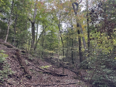 Young Planted Pine Timberland for Sale in NW Ouachita County, AR - image 6
