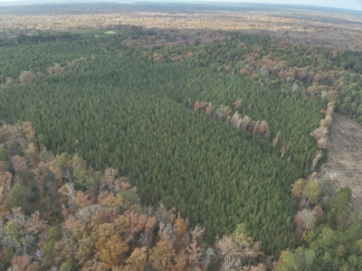 Young Planted Pine Timberland for Sale in NW Ouachita County, AR - image 3