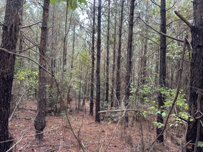 Young Planted Pine Timberland for Sale in NW Ouachita County, AR - image 5