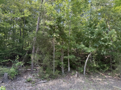 Land For Sale In Tn, 11.6 Acres+/- In Mcnairy County, Tn - image 16