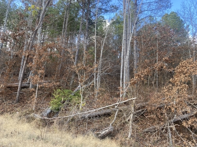 Land For Sale In Tn, 11.6 Acres+/- In Mcnairy County, Tn - image 12
