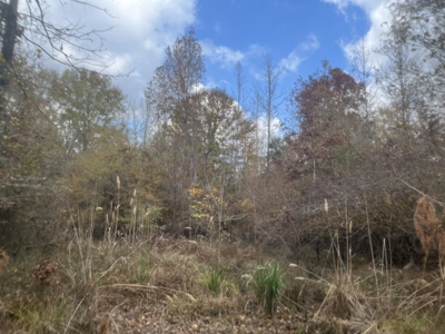 Union County Timberland for Sale - image 1