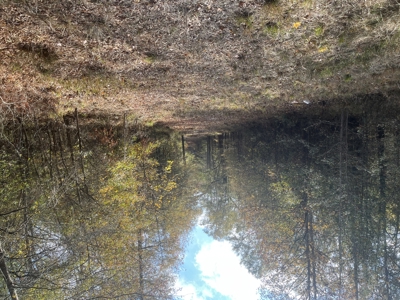 Union County Timberland for Sale - image 3