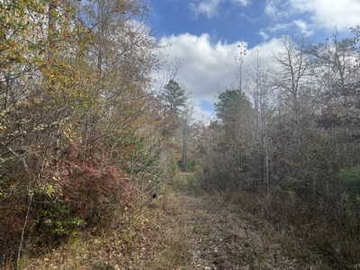 Union County Timberland for Sale - image 2