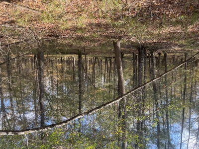 Union County Timberland for Sale - image 4