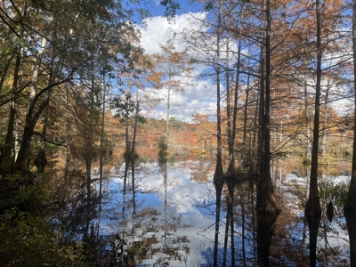 Recreational Timberland Opportunity Property for Sale - image 4