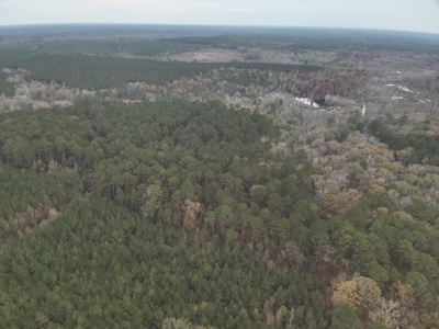 Recreational Timberland Opportunity Property for Sale - image 3