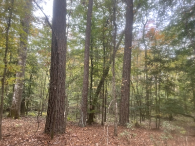 Recreational Timberland Opportunity Property for Sale - image 6