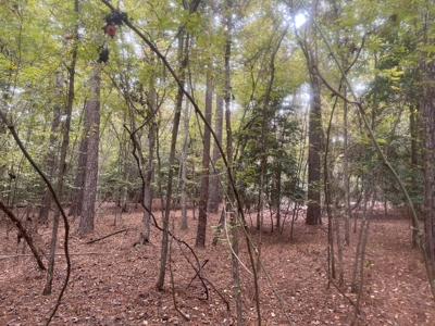 Recreational Timberland Opportunity Property for Sale - image 7