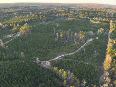 Lawson, AR Timberland Property Land for Sale - image 6