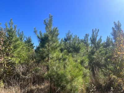 Lawson, AR Timberland Property Land for Sale - image 3