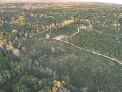 Lawson, AR Timberland Property Land for Sale - image 10