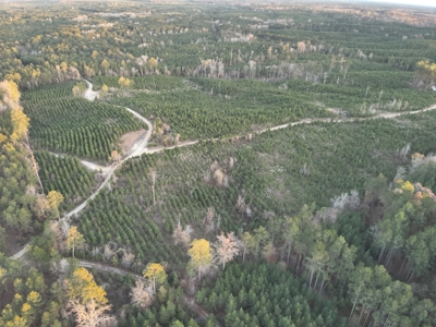 Lawson, AR Timberland Property Land for Sale - image 11