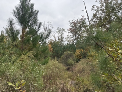 Pine Plantation Property for Sale Dallas County, AR - image 8