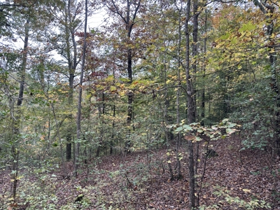 Pine Plantation Property for Sale Dallas County, AR - image 3