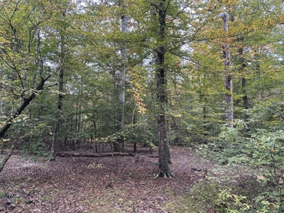 Pine Plantation Property for Sale Dallas County, AR - image 7